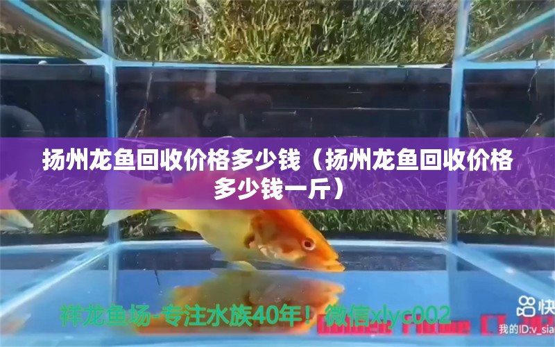 揚州龍魚回收價格多少錢（揚州龍魚回收價格多少錢一斤） 黃金招財貓魚