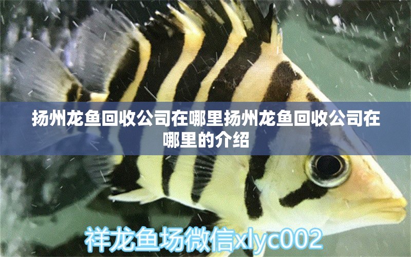 揚州龍魚回收公司在哪里揚州龍魚回收公司在哪里的介紹 祥龍魚場品牌產(chǎn)品