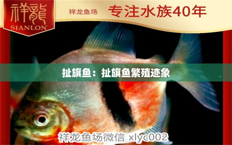 扯旗魚：扯旗魚繁殖跡象