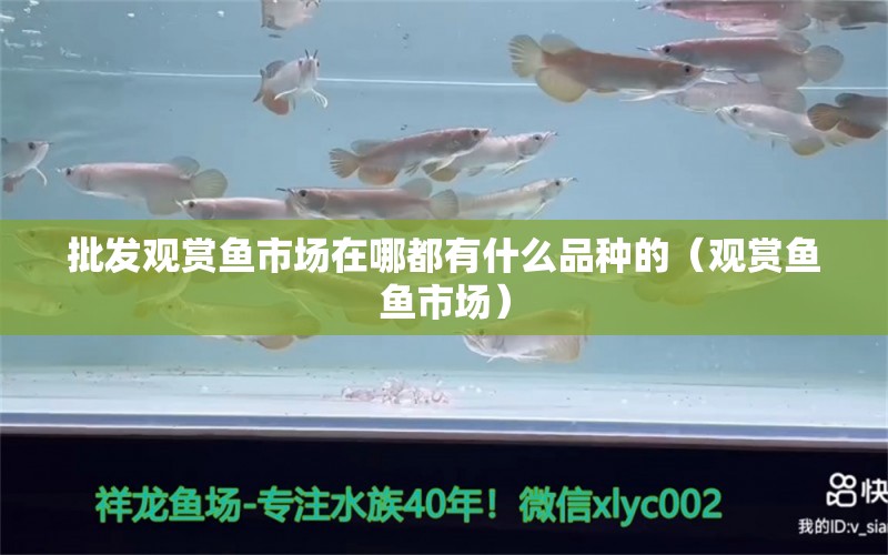 批發(fā)觀賞魚(yú)市場(chǎng)在哪都有什么品種的（觀賞魚(yú)魚(yú)市場(chǎng)）