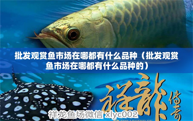 批發(fā)觀賞魚市場在哪都有什么品種（批發(fā)觀賞魚市場在哪都有什么品種的） 觀賞魚市場（混養(yǎng)魚）