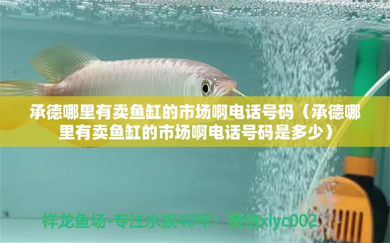 承德哪里有賣(mài)魚(yú)缸的市場(chǎng)啊電話號(hào)碼（承德哪里有賣(mài)魚(yú)缸的市場(chǎng)啊電話號(hào)碼是多少） 豬鼻龜