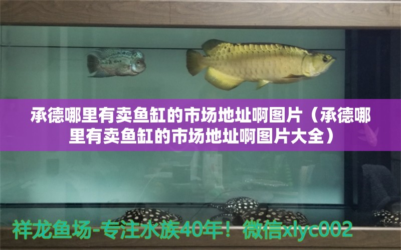 承德哪里有賣魚缸的市場地址啊圖片（承德哪里有賣魚缸的市場地址啊圖片大全）