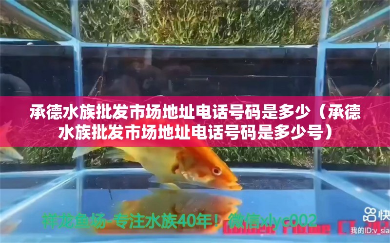 承德水族批發(fā)市場(chǎng)地址電話號(hào)碼是多少（承德水族批發(fā)市場(chǎng)地址電話號(hào)碼是多少號(hào)）