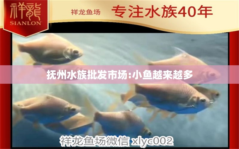 撫州水族批發(fā)市場:小魚越來越多 觀賞魚水族批發(fā)市場