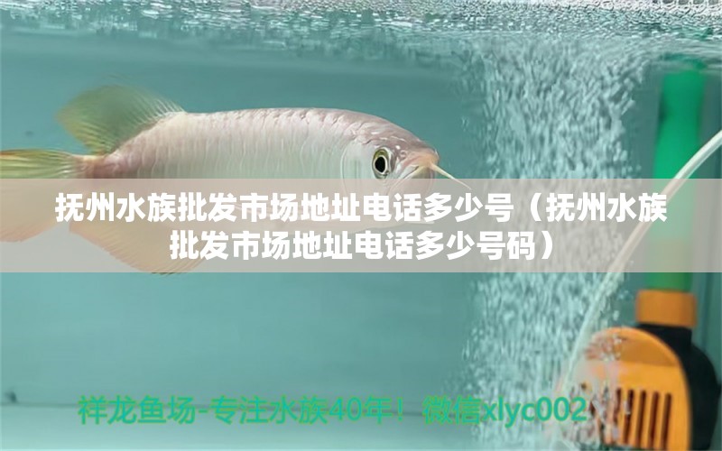 撫州水族批發(fā)市場地址電話多少號（撫州水族批發(fā)市場地址電話多少號碼）