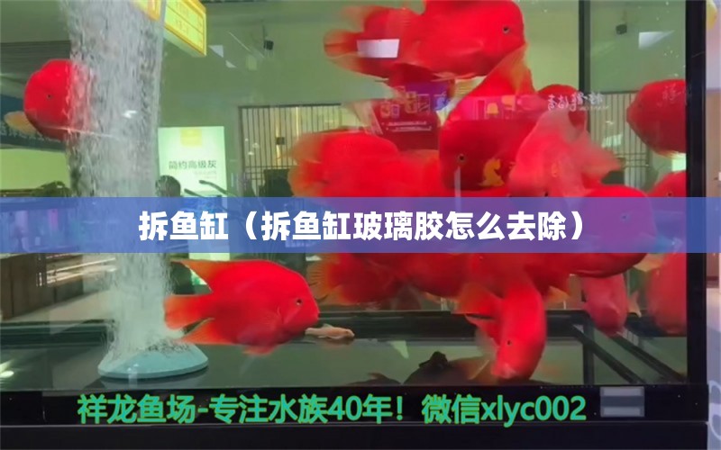 拆魚缸（拆魚缸玻璃膠怎么去除）