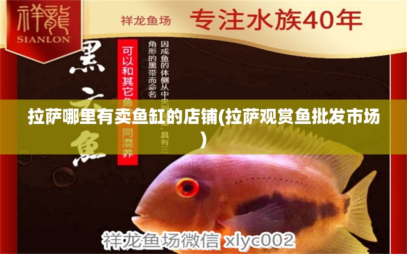 拉薩哪里有賣(mài)魚(yú)缸的店鋪(拉薩觀賞魚(yú)批發(fā)市場(chǎng)) 觀賞魚(yú)批發(fā)