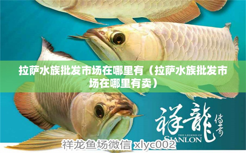 拉薩水族批發(fā)市場(chǎng)在哪里有（拉薩水族批發(fā)市場(chǎng)在哪里有賣(mài)）