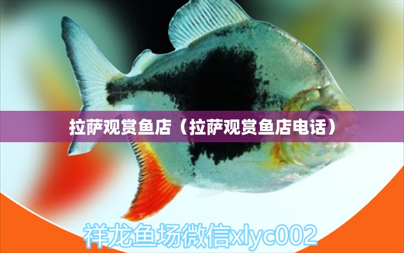 拉薩觀賞魚店（拉薩觀賞魚店電話） 觀賞魚市場(chǎng)