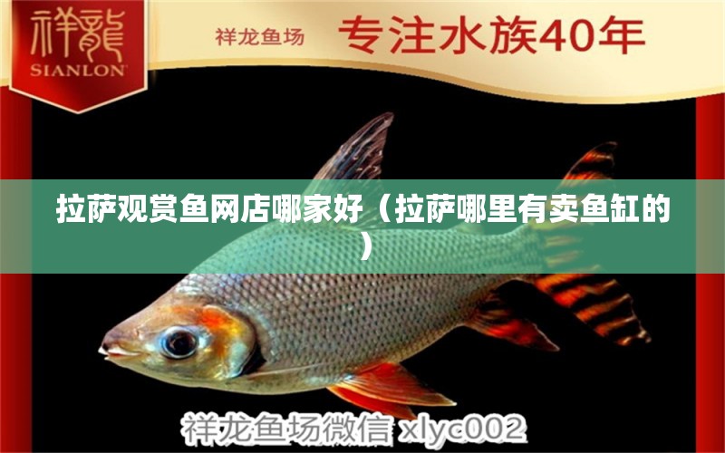 拉薩觀賞魚網店哪家好（拉薩哪里有賣魚缸的） 魚缸凈水劑