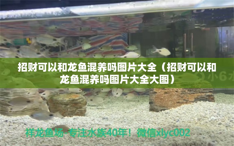 招財(cái)可以和龍魚混養(yǎng)嗎圖片大全（招財(cái)可以和龍魚混養(yǎng)嗎圖片大全大圖） 祥龍水族醫(yī)院