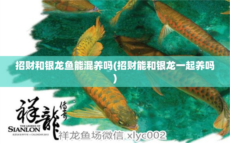 招財和銀龍魚能混養(yǎng)嗎(招財能和銀龍一起養(yǎng)嗎) 銀龍魚