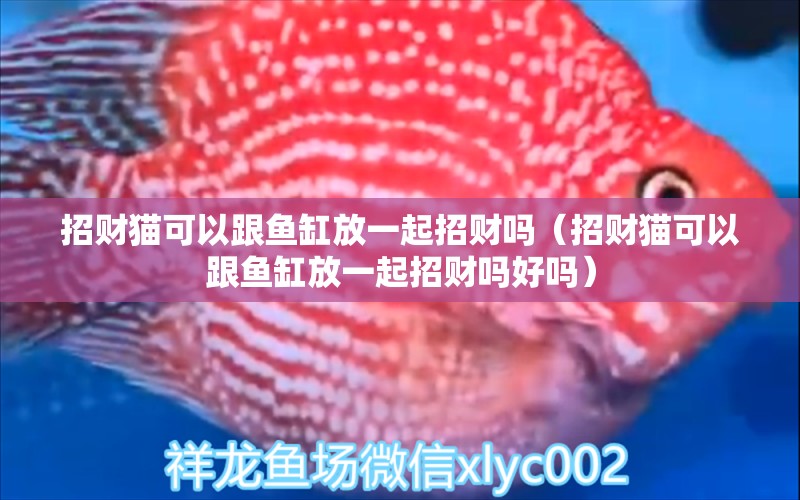 招財貓可以跟魚缸放一起招財嗎（招財貓可以跟魚缸放一起招財嗎好嗎）