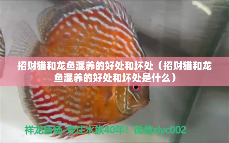 招財貓和龍魚混養(yǎng)的好處和壞處（招財貓和龍魚混養(yǎng)的好處和壞處是什么）