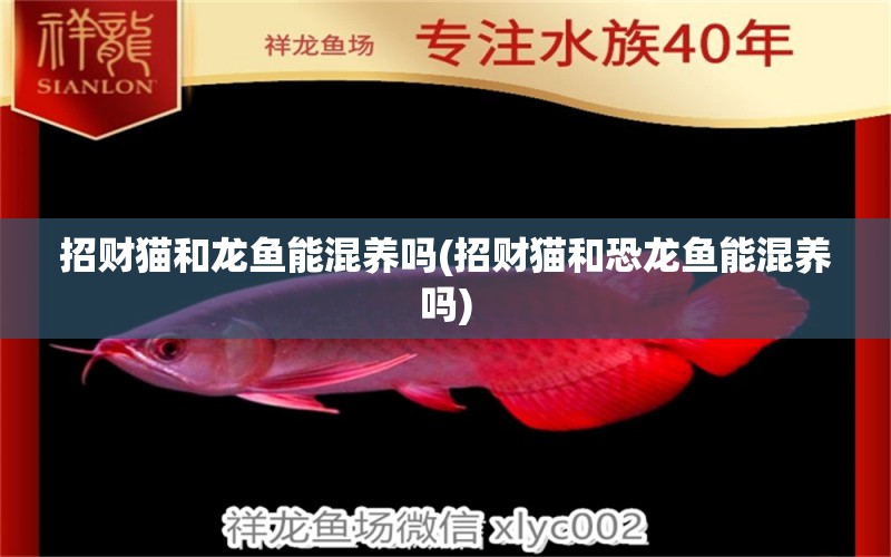 招財(cái)貓和龍魚能混養(yǎng)嗎(招財(cái)貓和恐龍魚能混養(yǎng)嗎) 龍鳳鯉魚 第1張