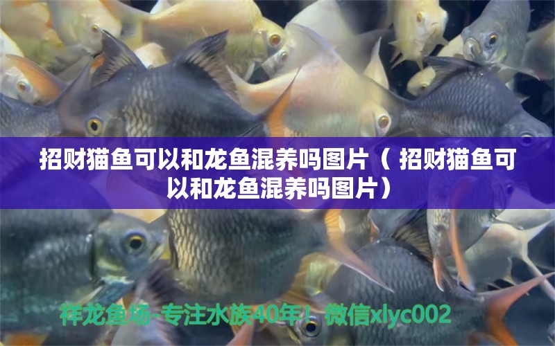 招財貓魚可以和龍魚混養(yǎng)嗎圖片（ 招財貓魚可以和龍魚混養(yǎng)嗎圖片） 申古三間魚 第1張