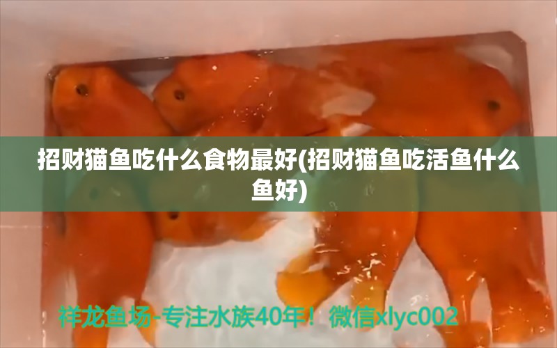 招財貓魚吃什么食物最好(招財貓魚吃活魚什么魚好) 觀賞魚 第1張