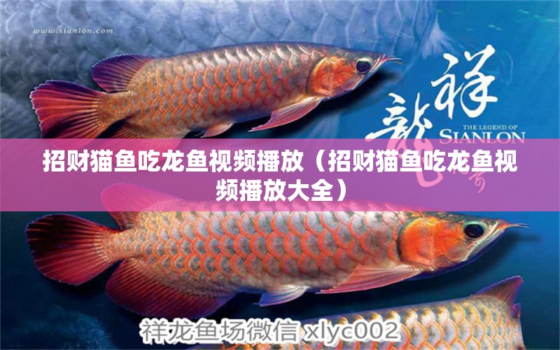 招財(cái)貓魚吃龍魚視頻播放（招財(cái)貓魚吃龍魚視頻播放大全） 祥龍水族醫(yī)院