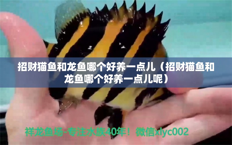 招財(cái)貓魚和龍魚哪個(gè)好養(yǎng)一點(diǎn)兒（招財(cái)貓魚和龍魚哪個(gè)好養(yǎng)一點(diǎn)兒呢） 虎斑恐龍魚