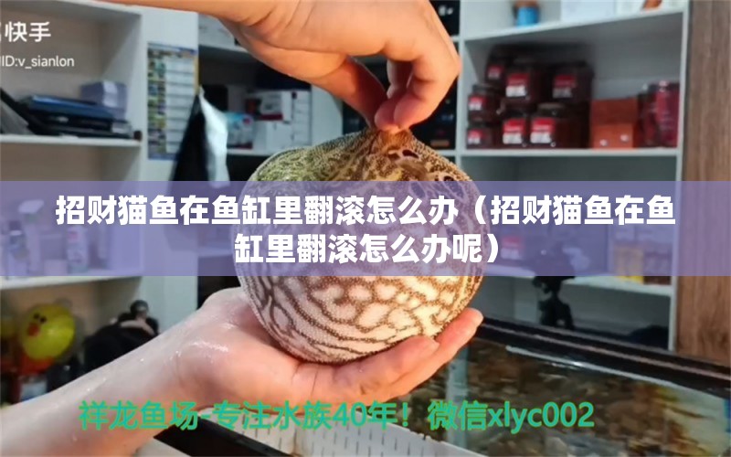 招財貓魚在魚缸里翻滾怎么辦（招財貓魚在魚缸里翻滾怎么辦呢） 祥龍水族醫(yī)院