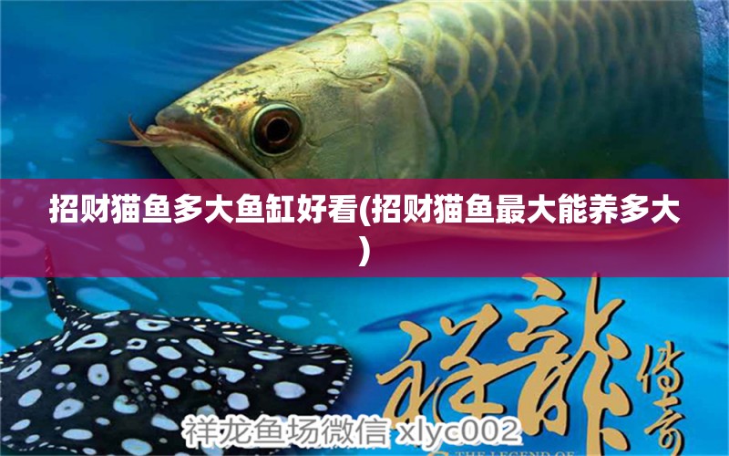 招財(cái)貓魚多大魚缸好看(招財(cái)貓魚最大能養(yǎng)多大) 廣州祥龍國際水族貿(mào)易 第1張