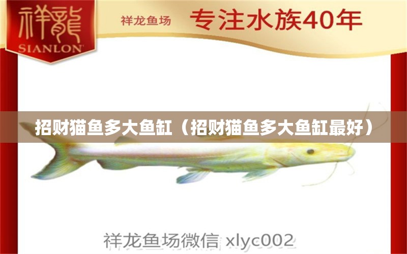 招財(cái)貓魚多大魚缸（招財(cái)貓魚多大魚缸最好） 祥龍魚場(chǎng)