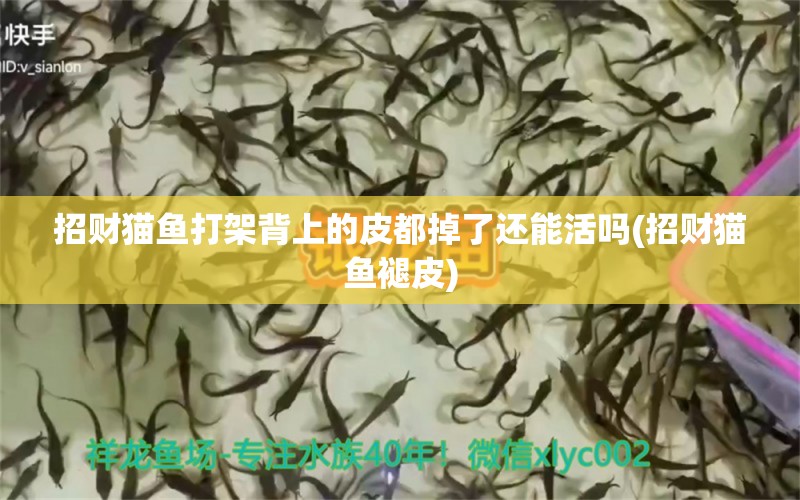 招財(cái)貓魚(yú)打架背上的皮都掉了還能活嗎(招財(cái)貓魚(yú)褪皮) 黃金眼鏡蛇雷龍魚(yú)