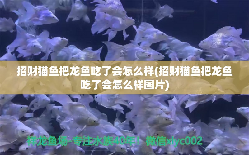 招財貓魚把龍魚吃了會怎么樣(招財貓魚把龍魚吃了會怎么樣圖片)