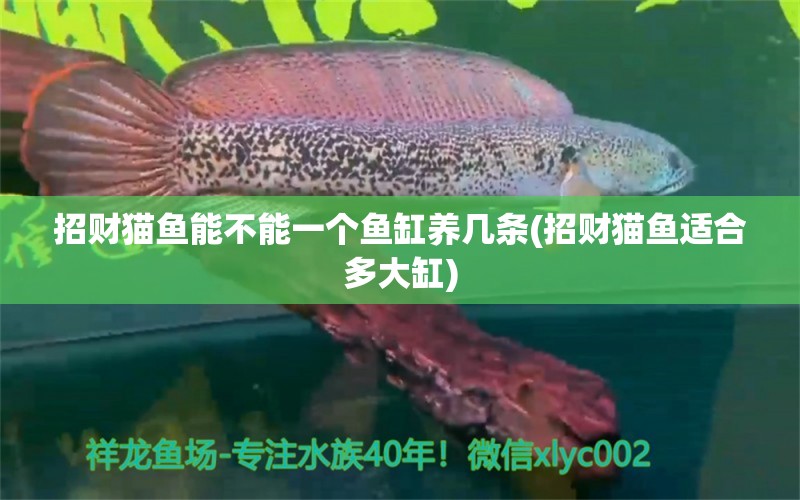 招財(cái)貓魚能不能一個(gè)魚缸養(yǎng)幾條(招財(cái)貓魚適合多大缸) 魚缸凈水劑