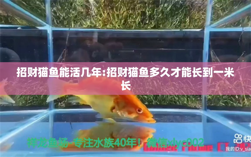 招財貓魚能活幾年:招財貓魚多久才能長到一米長 稀有金龍魚