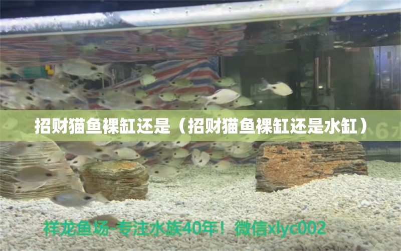 招財貓魚裸缸還是（招財貓魚裸缸還是水缸）