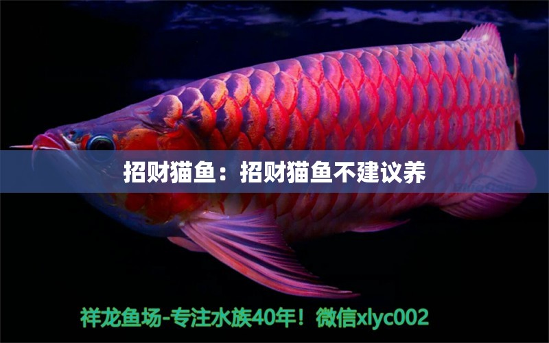 招財(cái)貓魚(yú)：招財(cái)貓魚(yú)不建議養(yǎng) 巴西亞魚(yú)苗