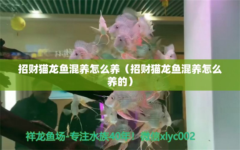 招財貓龍魚混養(yǎng)怎么養(yǎng)（招財貓龍魚混養(yǎng)怎么養(yǎng)的）