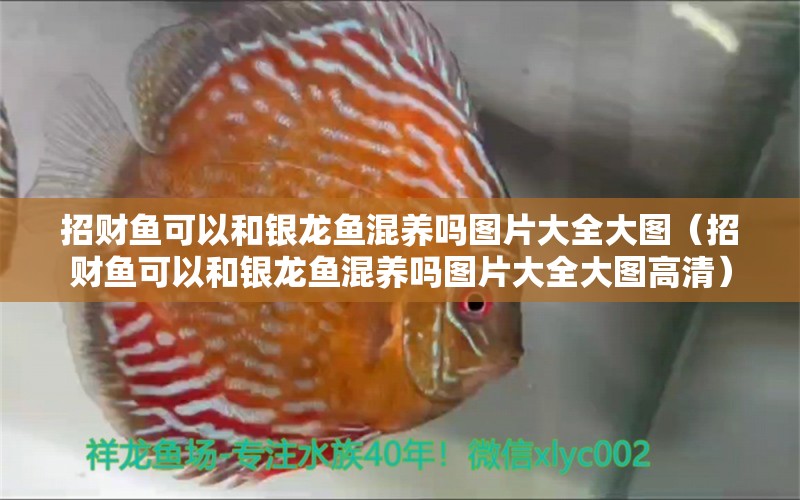 招財魚可以和銀龍魚混養(yǎng)嗎圖片大全大圖（招財魚可以和銀龍魚混養(yǎng)嗎圖片大全大圖高清）