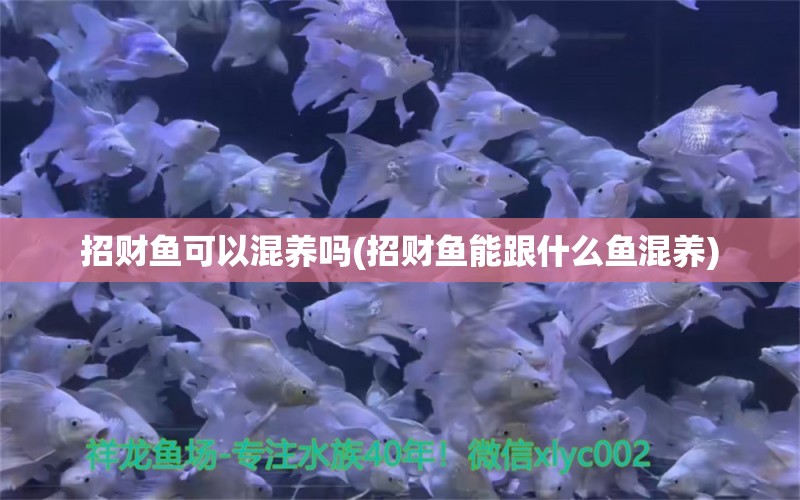 招財魚可以混養(yǎng)嗎(招財魚能跟什么魚混養(yǎng)) 魟魚百科