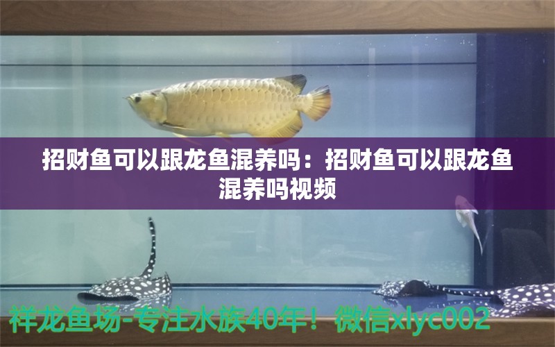 招財(cái)魚(yú)可以跟龍魚(yú)混養(yǎng)嗎：招財(cái)魚(yú)可以跟龍魚(yú)混養(yǎng)嗎視頻