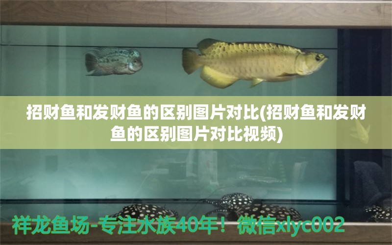 招財(cái)魚和發(fā)財(cái)魚的區(qū)別圖片對(duì)比(招財(cái)魚和發(fā)財(cái)魚的區(qū)別圖片對(duì)比視頻) 細(xì)線銀板魚苗