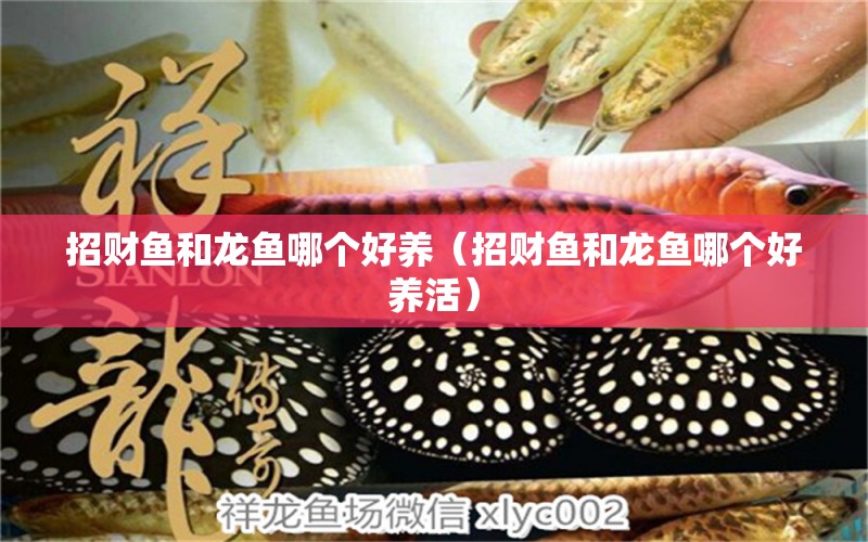 招財(cái)魚和龍魚哪個(gè)好養(yǎng)（招財(cái)魚和龍魚哪個(gè)好養(yǎng)活）