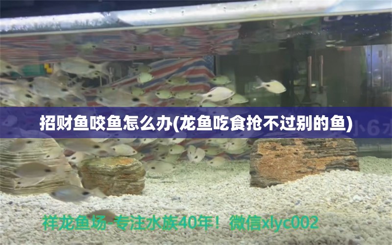 招財(cái)魚咬魚怎么辦(龍魚吃食搶不過別的魚)