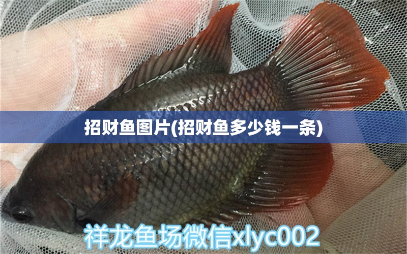 招財(cái)魚圖片(招財(cái)魚多少錢一條) 戰(zhàn)車紅龍魚