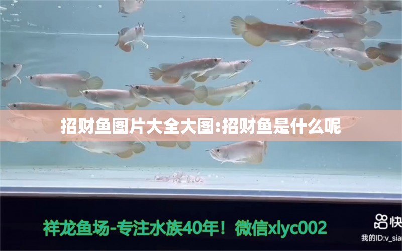 招財魚圖片大全大圖:招財魚是什么呢