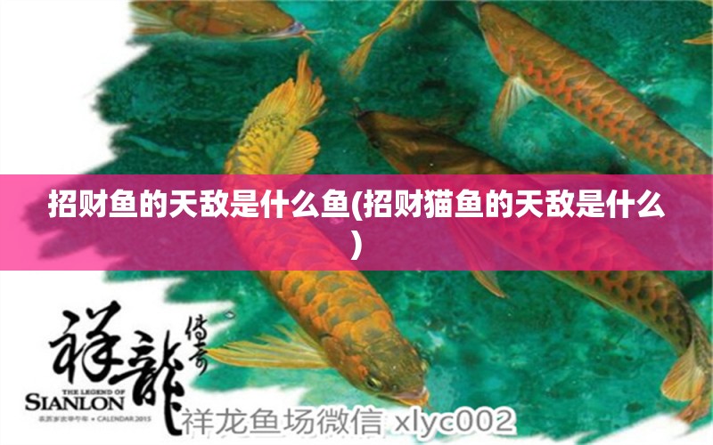 招財魚的天敵是什么魚(招財貓魚的天敵是什么) 泰國斗魚