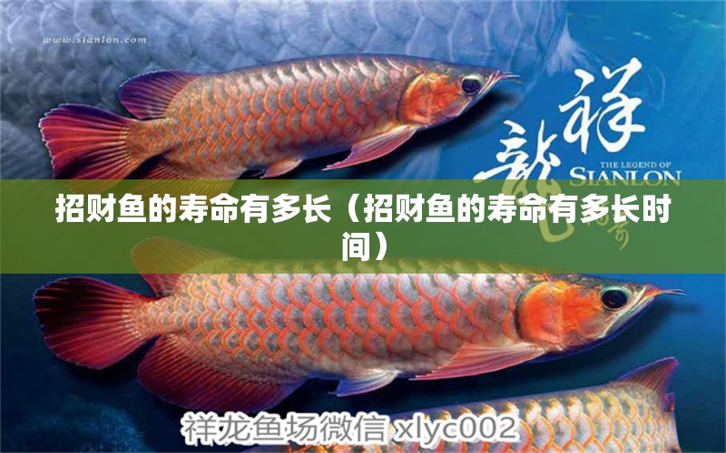 招財魚的壽命有多長（招財魚的壽命有多長時間） 祥龍魚場