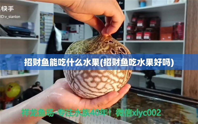 招財(cái)魚(yú)能吃什么水果(招財(cái)魚(yú)吃水果好嗎)