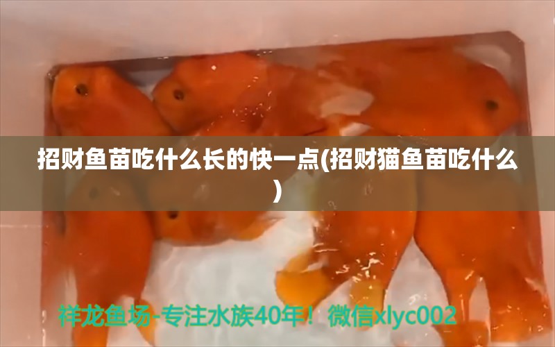 招財魚苗吃什么長的快一點(招財貓魚苗吃什么) 銀龍魚苗