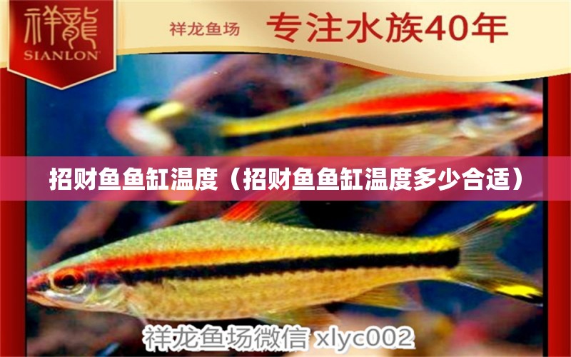 招財魚魚缸溫度（招財魚魚缸溫度多少合適）