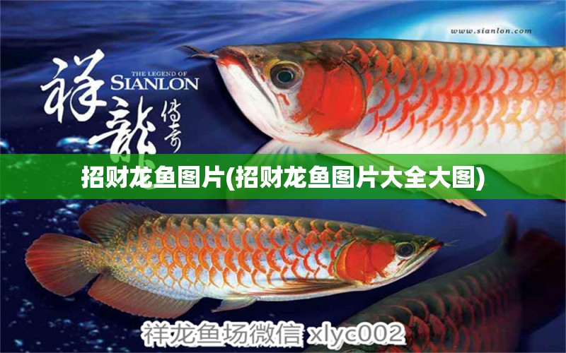 招財龍魚圖片(招財龍魚圖片大全大圖) 粗線銀版魚苗