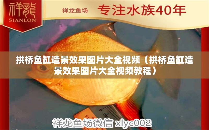 拱橋魚缸造景效果圖片大全視頻（拱橋魚缸造景效果圖片大全視頻教程） 祥龍水族護理水