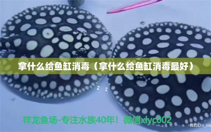 拿什么給魚(yú)缸消毒（拿什么給魚(yú)缸消毒最好） 祥龍水族醫(yī)院